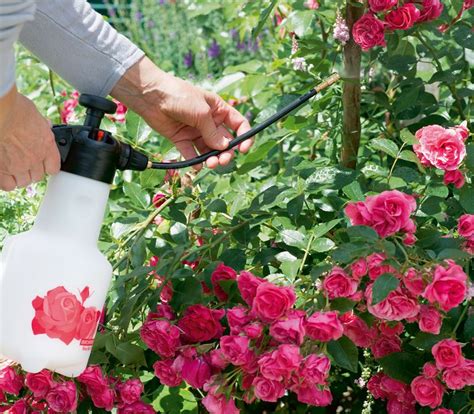 Rosenpflege Mit Der Richtigen Pflege Blühen Rosen In Voller Pracht