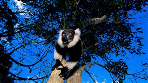 The Worlds 25 Most Endangered Primates Danger Choices