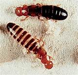 Photos of King Termite Pictures
