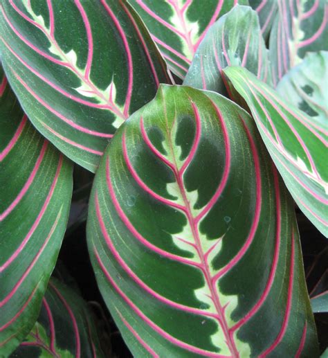 Here's what you should know about the beautiful holiday plant. The Tattooed Gardener: Plants and Pets... (Non-toxic ...