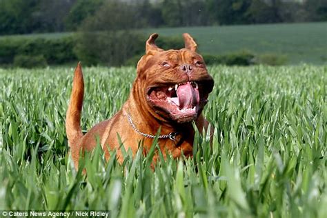 photographer captures joy  dogs faces   run daily mail