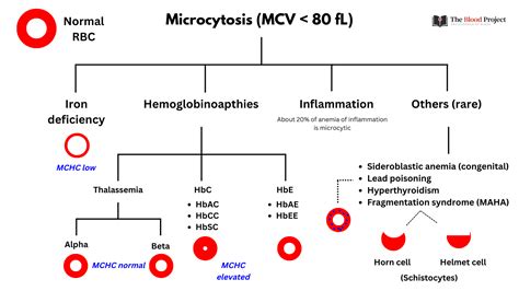 Microcytic Anemias The Blood Project