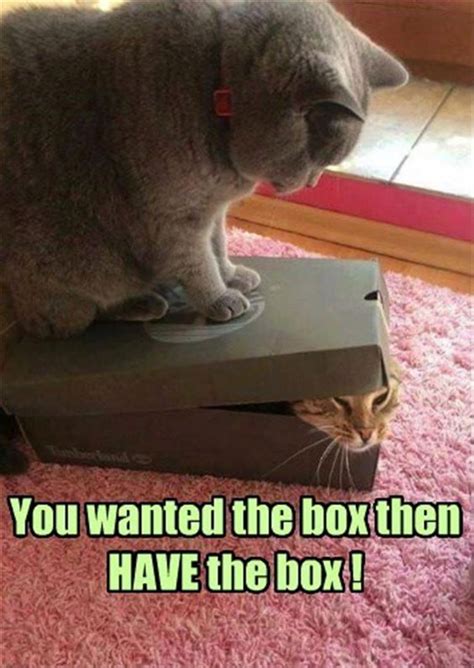 Wordless Wednesday Funny Cat Memes Ww Moms Own Words