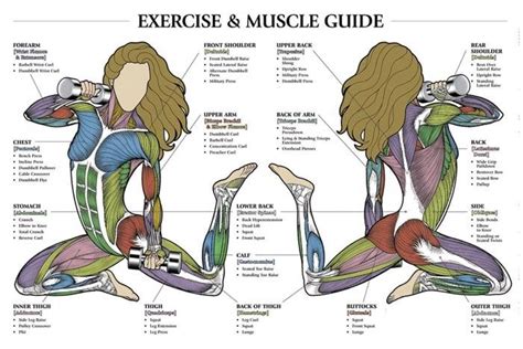 Womens Muscle Groups Exercise Anatomy Chart Paper 11 X 16 Inch