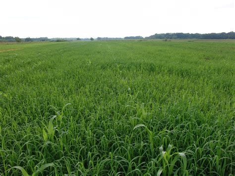 Glyphosate Resistant Barnyardgrass In Tennessee Mechanism Of