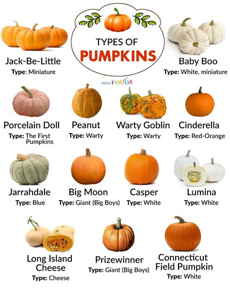 13 Types Of Pumpkin To Know About