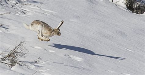 Snowshoe Hare Animal Facts L Americanus Az Animals