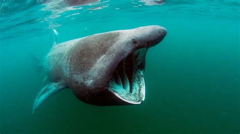 Rare Huge Basking Shark Caught Off Australia