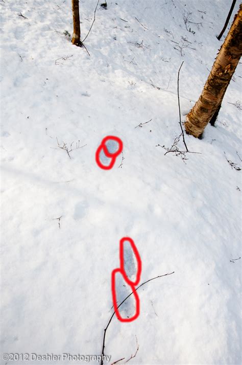 Firstly, the fisher cat is not a cat. Deshler Photography: Tracks in the Snow: Part II