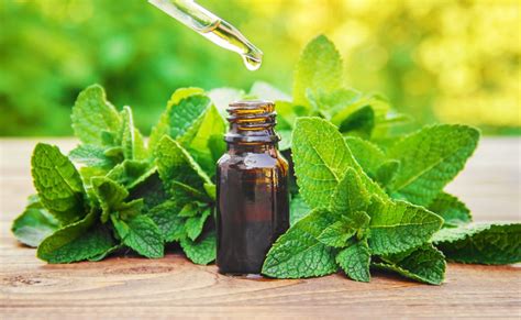 Home Remedies What Works Peppermint Take Care · Honey · Garlic