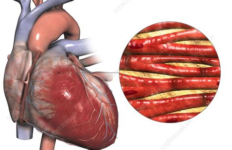 Cardiac Muscle Stock Image C0082293 Science Photo Library