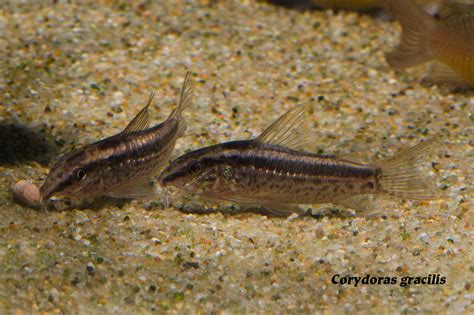 Wet Spot Tropical Fish Corydoras Corydoras Gracilis Shy Cory