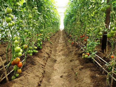 Rich Farm Kenya Profitable Agribusiness Ideas In Fruit Farming Tomato Farming In Kenya How To