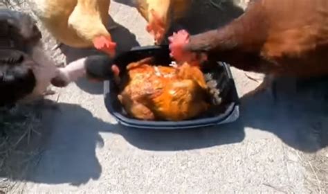 Video Of Chickens Eating Roasted Chicken Elicits Comments Online