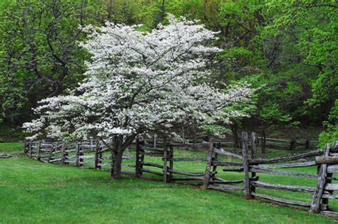 The state tree of virginia, the flowering dogwood has conspicuous white to light yellow flowers that offer the dogwood tree is picky. Our Favorite Varieties of Dogwood | Mr. Tree, Inc.