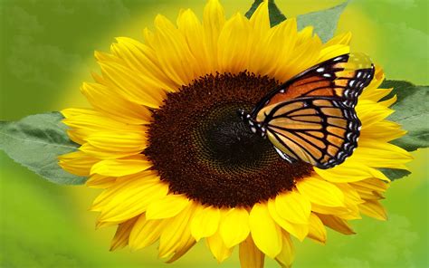Butterfly Flower Sunflower