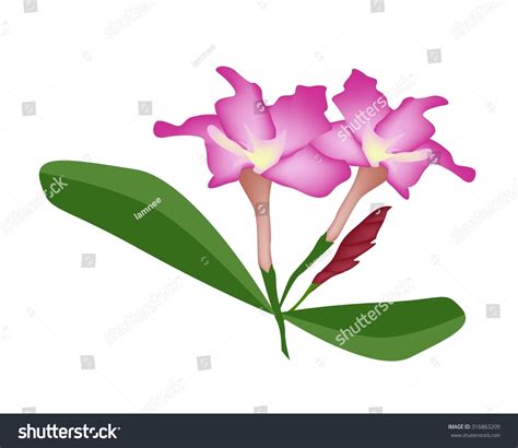 Beautiful Flower Illustration Pink Desert Rose Stock Vector Royalty