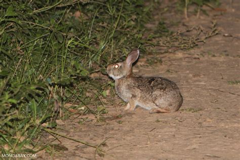 brazilian rabbit