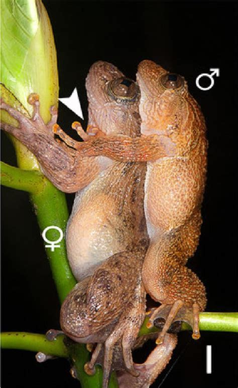 Kermit Sutra New Mating Position Reported For Frogs Nbc News