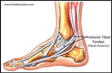 Tendon Disorders Of The Foot And Ankle Orthopaedia Foot And Ankle