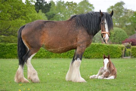 Meet The Adorable Foal Keeping Robinsons Shire Horse Legacy Alive