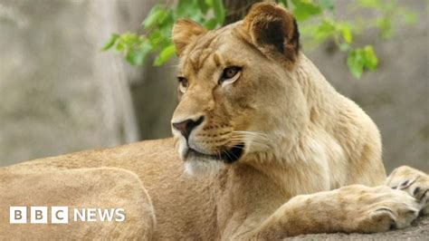 Why Did This Lioness Kill The Father Of Her Cubs Bbc News