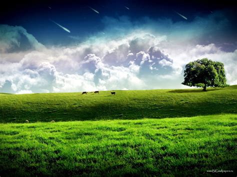 Grass And Nature View Grass Wallpaper 30826213 Fanpop