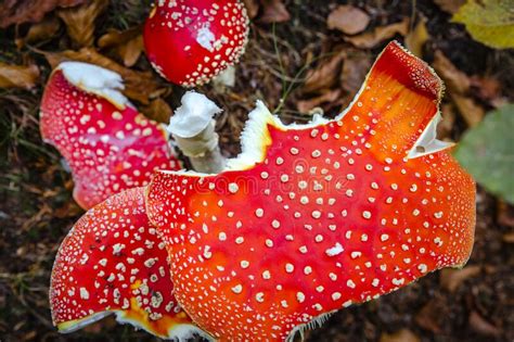 Poisonous Mushroom Photographed From Top View Stock Image Image Of