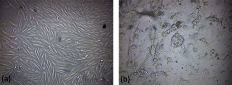 Vero cells are a lineage of cells used in cell cultures.1 the 'vero' lineage was isolated from kidney epithelial cells extracted from an african. (a) Confluent Vero cells on day 3. (b) N. caninum ...