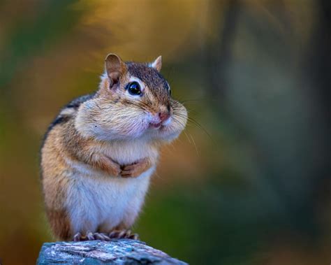 Adorable Chipmunk With Full Mouth · Free Stock Photo