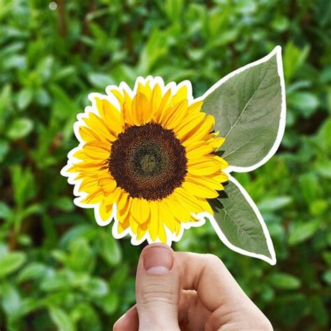 Realistic Sunflower Sticker Sunflower Sticker Flower Etsy
