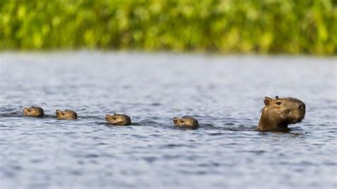 8 Animals That Live In Water Water Animals