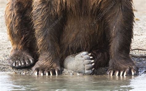 Kamchatka Brown Bears Feet And Claws Stock Image C0459252