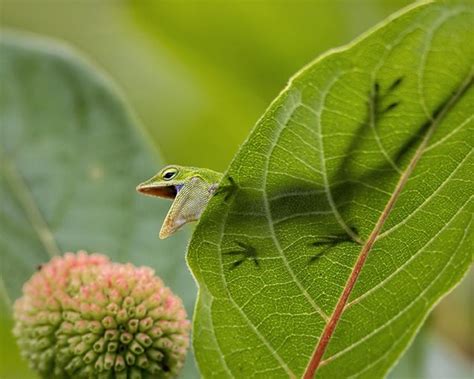 American Anole By Ed Ziegler Of Raleigh Zieglers Photo Placed