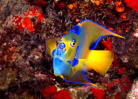 What Is The Most Beautiful Tropical Fish Rankiing Wiki Facts