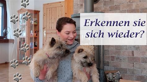 The cairn terrier will do okay in an apartment if it is sufficiently exercised. Erkennen sich Mutter und Welpe wieder? | Hundekanal ...