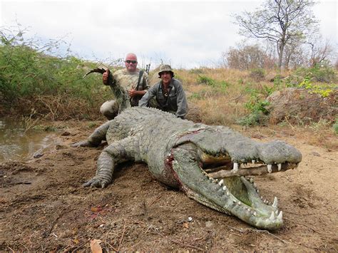 Hunting Man Eating Crocodiles In A Makoro Safari Club