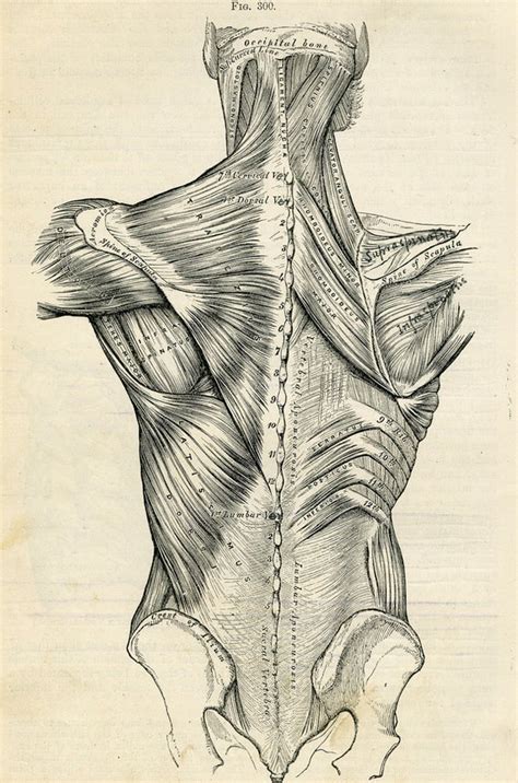 Use standard directional terminology to describe the position of. Human Back Human Body Anatomy Illustration 1887 Antique