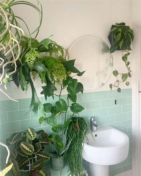 18 Best Hanging Plant Ideas For Bathroom That Will Make It