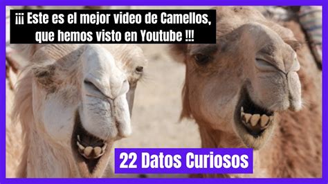 Camellos 🐪🐫 Datos Curiosos Youtube