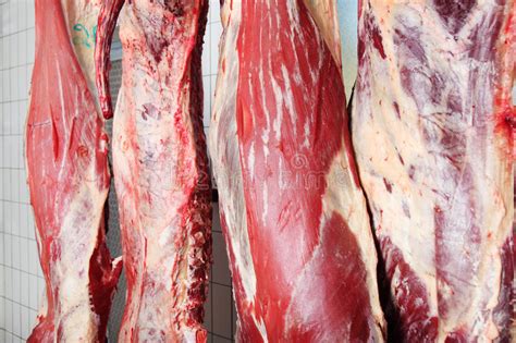 Half of a freshly cut cow carcass showing. Several Cow Carcasses Hanging In A Butchery Stock Photo ...