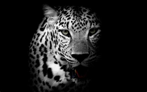 Leopard 4k Wallpapers Hd Wallpapers Id 21099