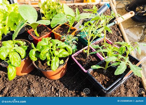 Pots Of Young Vegetable Plants For Transplanting In The Garden In