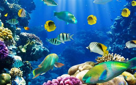 Underwater World Desktop Hd Wallpaper Baltana