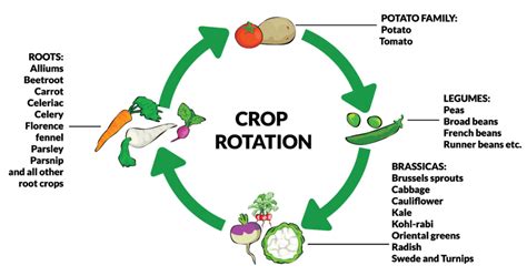 Crop Rotation Guide 2023 E Agrovision