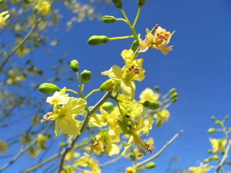 Palo Verde Trees Push Wildflowers Out Of The Desert Bloom Spotlight