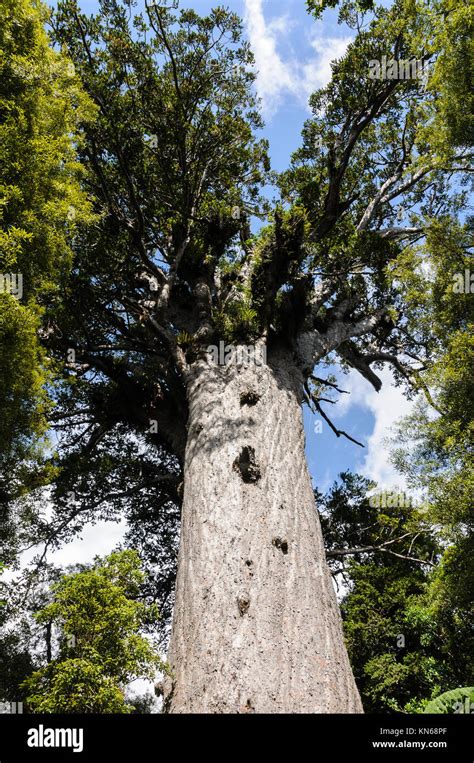Tane Mahuta One Of The Largest Remaining Kauri Trees In The World It