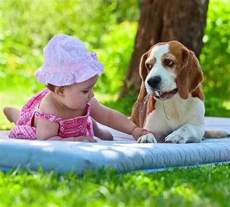 Are Beagles Good With Kids Do Beagles Get Along With Children