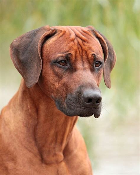15 Amazing Facts About Rhodesian Ridgebacks You Might Not Know Pettime