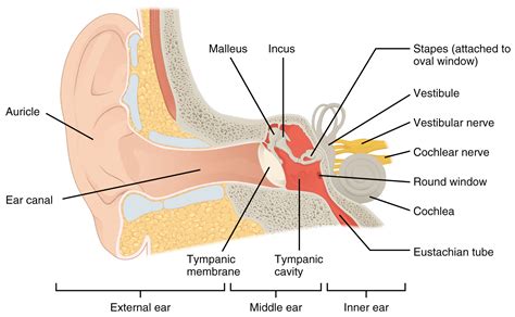 153 Hearing Anatomy And Physiology